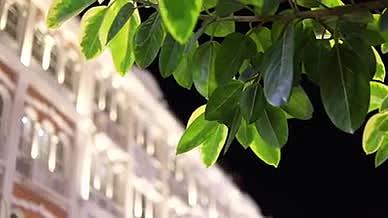 夜幕城市霓虹灯下的树叶视频素材视频的预览图